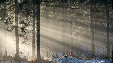 forest, trees, sunbeams