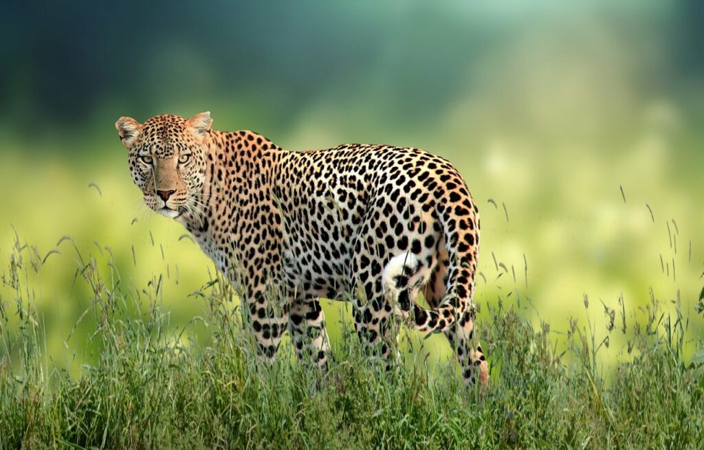 leopard, feline, carnivore