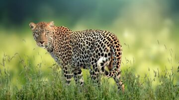leopard, feline, carnivore